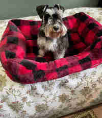 Furry Dog Bed in Accessories in Bedford