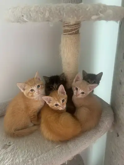 Kittens for rehoming, View more