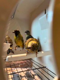 Red siskins and yellow mutations  for sale