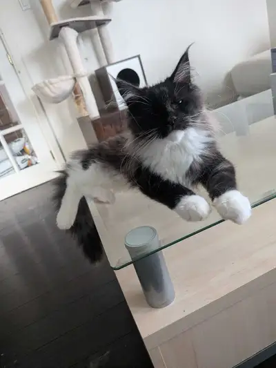 Chat Maincoon, View more