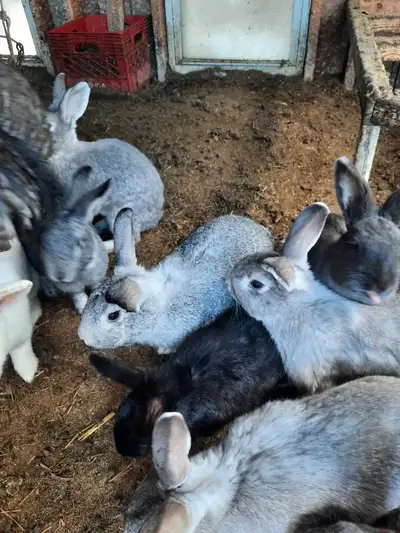 I have 7 rabbits for sale. They a mostly a mix medium size in different shades of grey. They were bo...