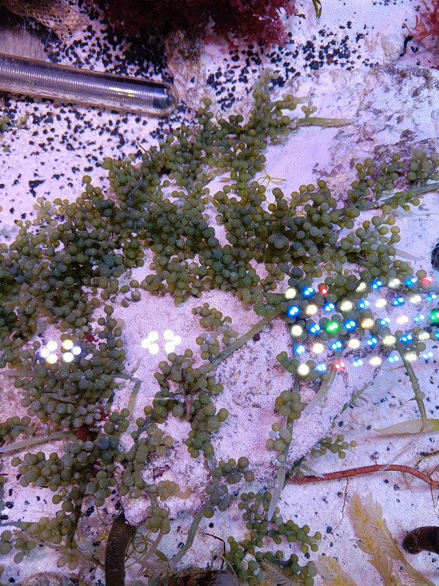 Saltwater Macroalgae Dragon’s Tongue, Giant Grape in Fish for Rehoming in Calgary - Image 3