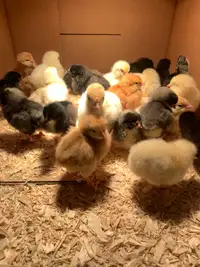 Chicks - female - 2 weeks okd