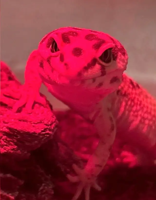 Leopard Gecko’s  in Other in City of Toronto - Image 3