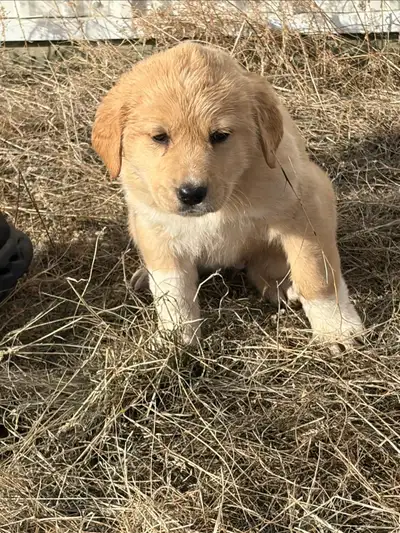 retriever pyrneese cross puppy’s , View more