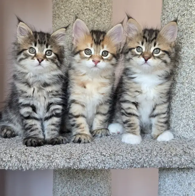 Beautiful TICA registered Siberian kittens