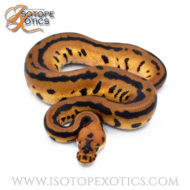 Ball Pythons 50% off EVERYTHING!!! in Reptiles & Amphibians for Rehoming in Burnaby/New Westminster - Image 7
