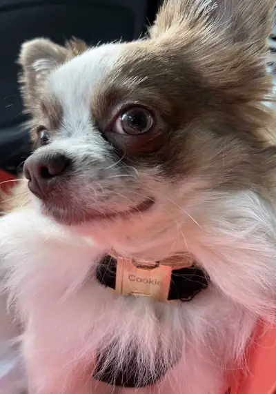 Lilac Long Haired Chihuahua Boy, View more