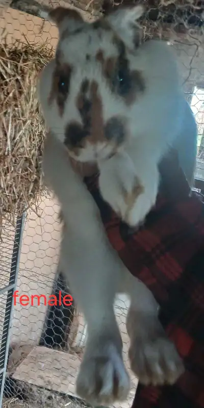 Female Flemish Giant cross bunnies, View more