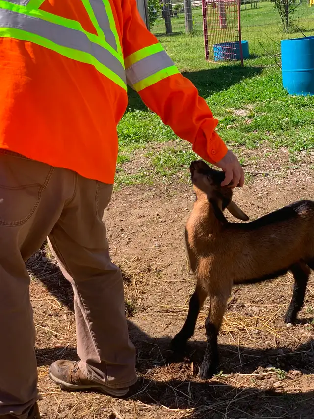 Goats for sale. Purebred Oberhasli goats.