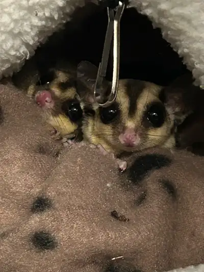 sugar glider bonded pair for rehoming, View more