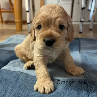 Cute American Cocker Spaniel puppies!, View more