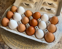 Fresh farm eggs