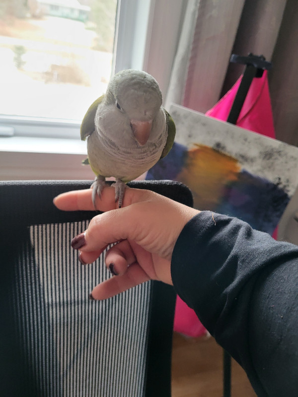 Perroquet, Quaker  de 1 ans dans Oiseaux à adopter  à Longueuil/Rive Sud