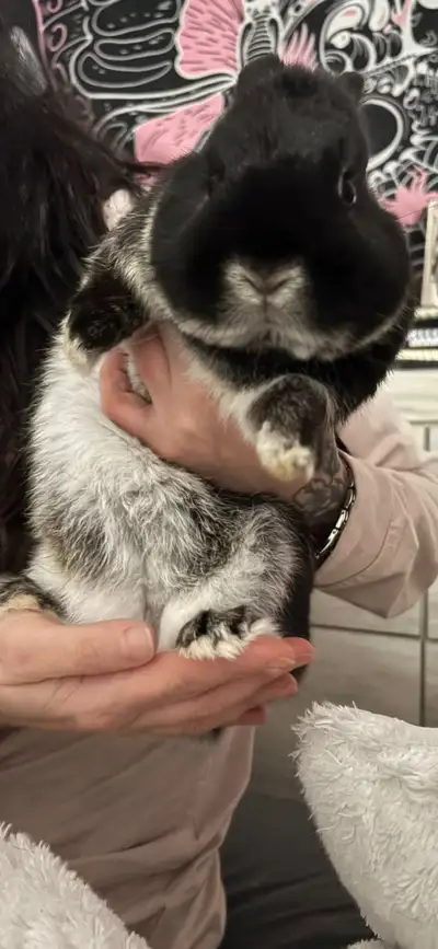 ✨ Meet Moon (“Moonerz”) – The Cutest Bunny Ever ✨ It breaks our hearts to rehome him, but my daughte...