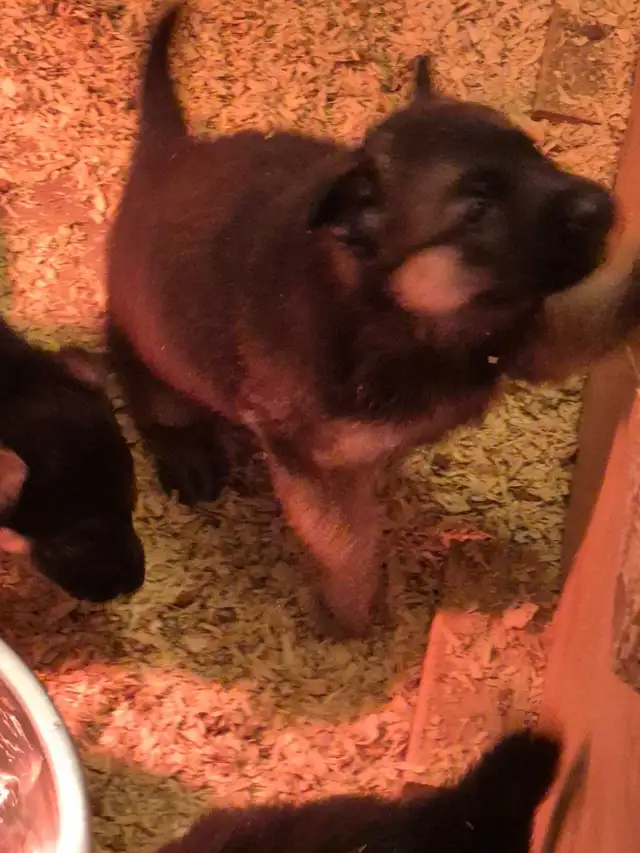 Puppies german shepherd/ Chiots berger allemand in Dogs & Puppies for Rehoming in Moncton - Image 5