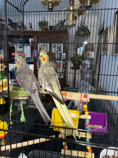 pair of cockatiels for sale, View more
