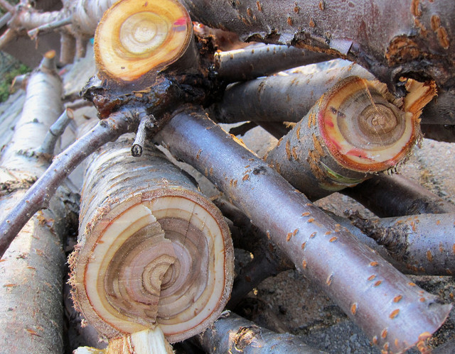 CHERRY WOOD BRANCHES WHOLE TREE CUTS EXCEPT TRUNK BASE in Hobbies & Crafts in Ottawa