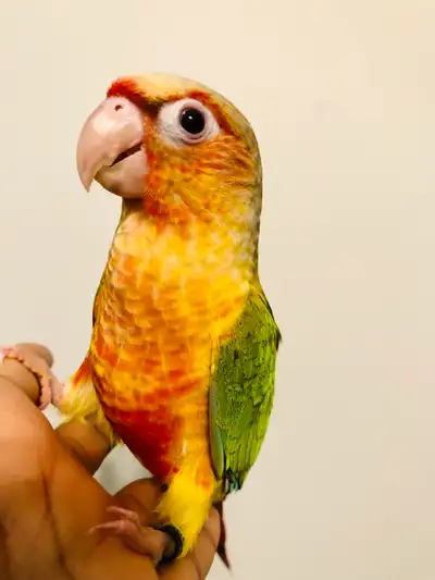 Beautiful Handfed Conure Babies , View more