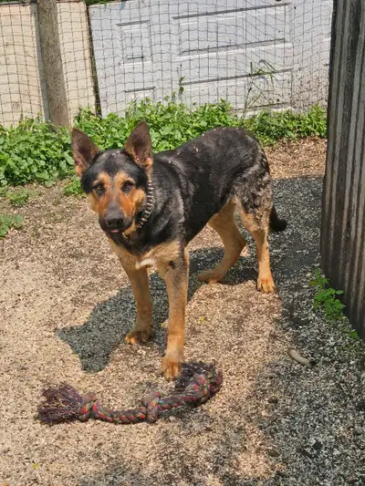 9 month old male, very sweet dog, playful, leash trained, looking for a good family.