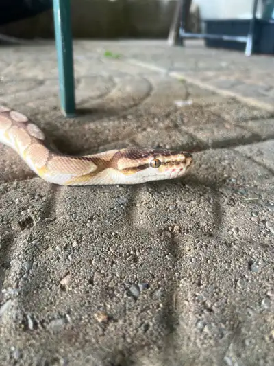 Bumblebee morph Ball Python, View more