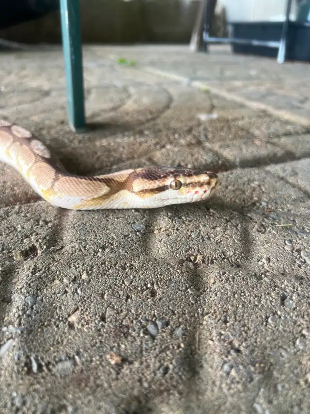Bumblebee morph Ball Python in Reptiles & Amphibians for Rehoming in Kawartha Lakes - Image 2