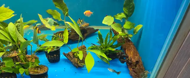 Anubias plants  in Fish for Rehoming in Mississauga / Peel Region - Image 5
