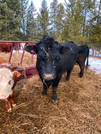Cows for sale Black Angus Bull +Cow-Calf For sale