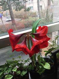 Red Amaryllis Flowers Are Blooming Now!