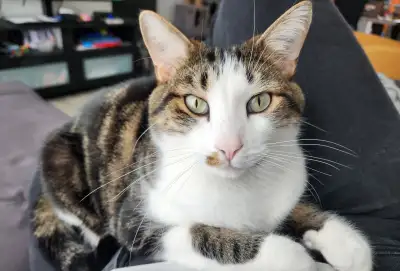Chat male d'environ 4 ans à vendre. Je l'ai eu bébé, c'est un chat de la SPCA donc il est déjà opére...