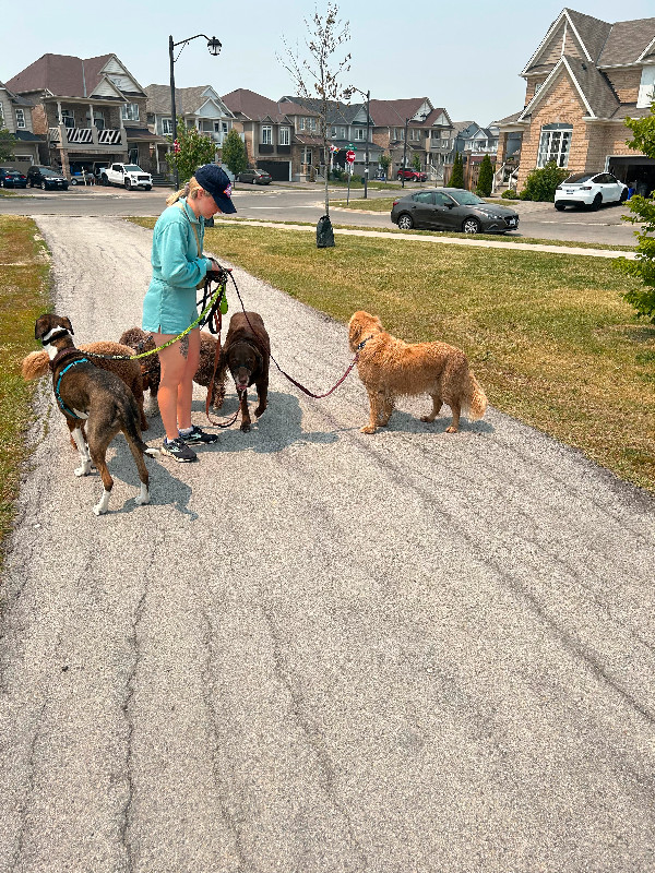 Full-time Dog Walker Available in Animal & Pet Services in Hamilton - Image 4