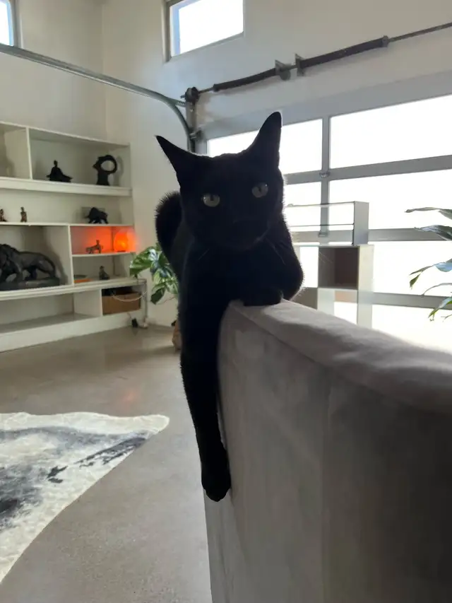 Cat Sitter for my sweet Wolfie  in Cats & Kittens for Rehoming in City of Montréal - Image 7