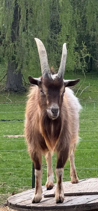 Beautiful Proven Billy Goat (Nigerian Dwarf), View more