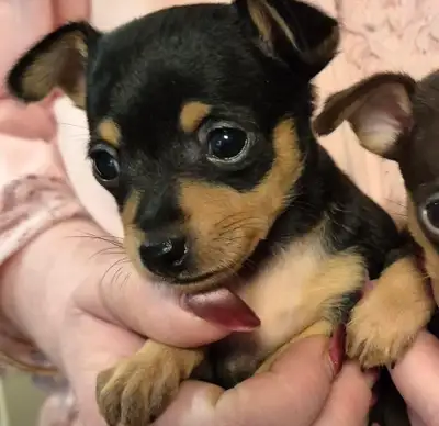 male chug puppy, View more