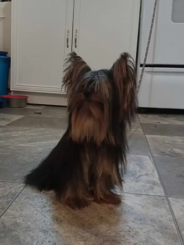 Yorkshire terrier miniatures  (  1 mâle  ) in Dogs & Puppies for Rehoming in Gatineau - Image 4