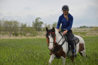 Horse Training & Consignment