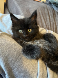 Maine Coon Purebred - Black Panther w/ Stripes (last one