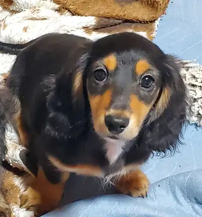 Who doesn't love the classic Black and tans. These puppies are so sweet, they have lovely outgoing p...