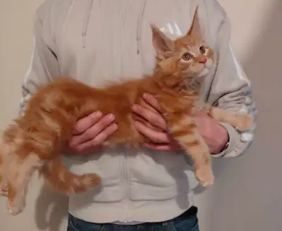 chaton Maine Coon prêt a partir , View more