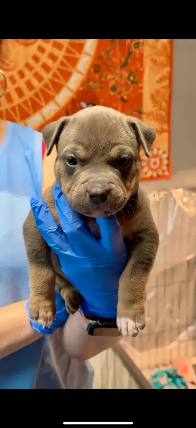American bulldog puppies, View more