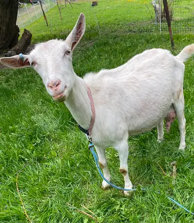 Purebred Saanen milk goat Third year fresh , gives a good gallon of milk a day Easy Milker and very...