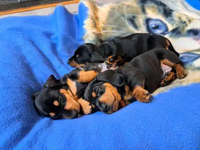 Mini Dachshund for sale, View more
