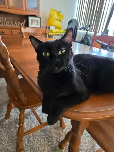 4 year old Girl cat needs home ASAP, View more