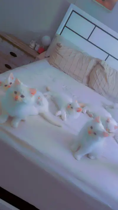 4  kitten Himalaya boys and girls….., View more
