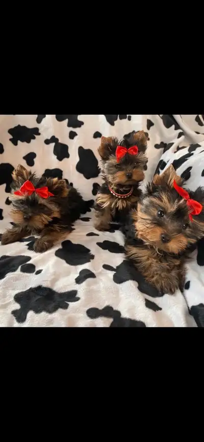 These little puppys , are real cuddlers . Hypoallergenic and non shedding . CKC Registerd , microchi...