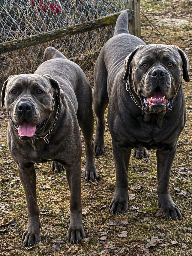 bébés chiens Canecorso à vendre in Dogs & Puppies for Rehoming in Laurentides - Image 6