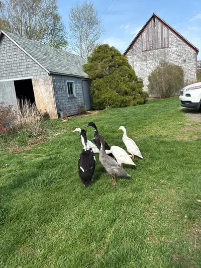 Looking for female runner ducks to add to my flock.