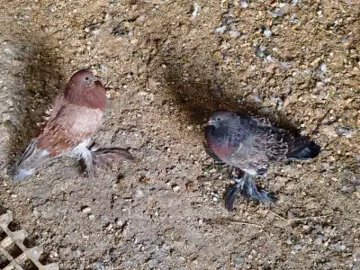 a pair young frill back pigeon, View more
