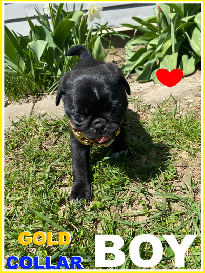 ❤ "WoW!! PUREBRED Puppy PUGS & Kisses !!" ❤ 3 Puppies Left ❤, View more