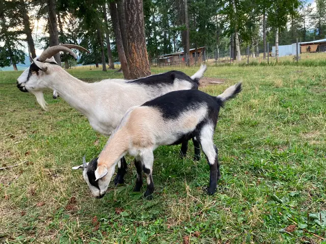 Dual purpose Goats in Livestock in Vernon - Image 4